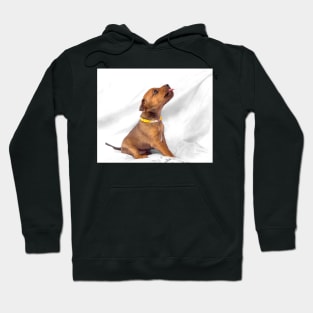 Miniature Pinscher puppy, 1 months old Hoodie